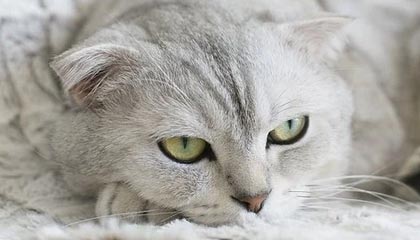 PG游戏官网：开启指尖娱乐的新纪元